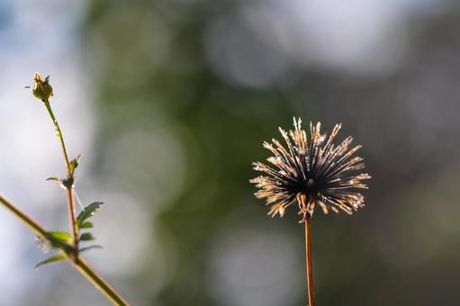 コセンダングサ コセンダングサ,黄色,ひっつき虫の写真素材
