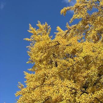 秋空にイチョウ(黄金色) 秋空にイチョウ(黄金色) 秋,銀杏,イチョウの写真素材