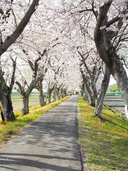 桜並木 桜並木 桜並木,春,桜の写真素材