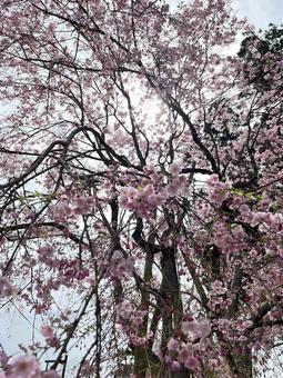 桜宇宙 花に抱かれる空 桜宇宙 花に抱かれる空 さくら,春,旅の写真素材