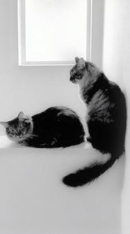 きょうだい猫 きょうだい猫の写真