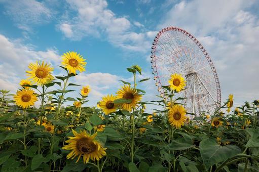 葛西臨海公園 ひまわりと観覧車 葛西臨海公園 ひまわりと観覧車の写真