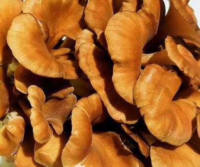 Maitake mushrooms, JPG