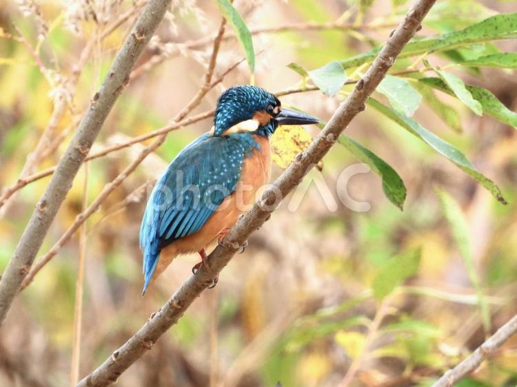 枝につかまるカワセミ 鳥,野鳥,カワセミの写真素材