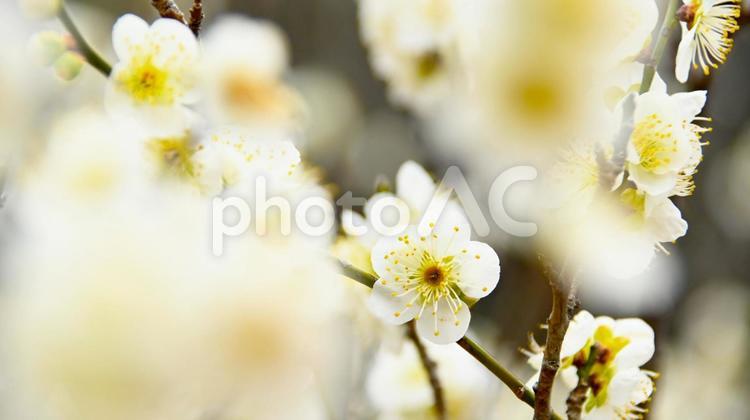 梅園の白い梅の花 梅,花,梅林の写真素材