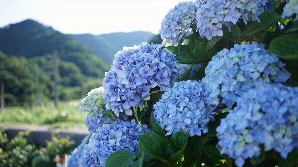 初夏を彩るあじさい 初夏を彩るあじさい 紫陽花,夏,田舎の風景の写真素材