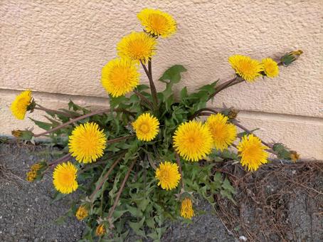 壁際に生えたタンポポ 壁際に生えたタンポポの写真