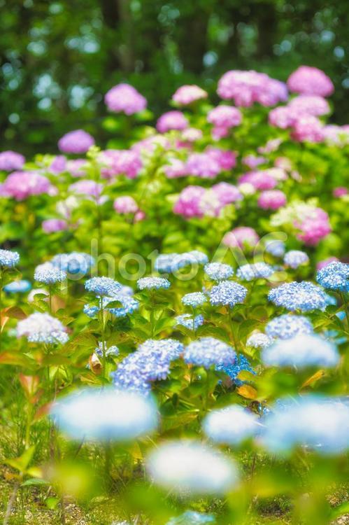 アジサイ　紫陽花　あじさい 6月,紫陽花,2023年の写真素材