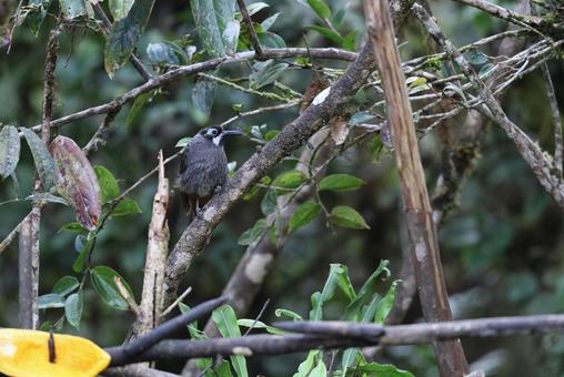 アオガオヤマミツスイの写真