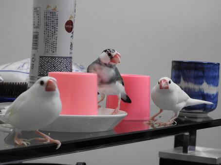 なかよし なかよし 鳥,フィンチ,かわいいの写真素材