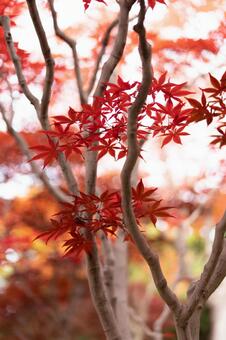 紅葉 紅葉の写真