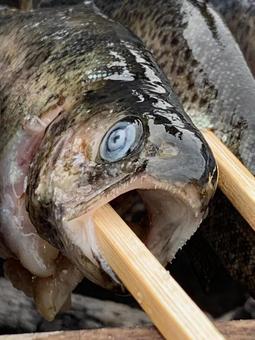 川魚の塩焼き 川魚の塩焼きの写真