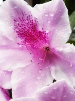 薄ピンクのツツジの花弁 薄ピンクのツツジの花弁の写真
