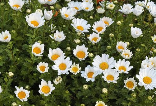 白い花 白い花 白い花,白,花の写真素材