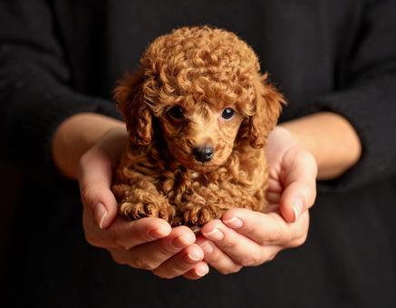 ティーカッププードルの赤ちゃん 手の上1 ティーカッププードルの赤ちゃん 手の上1の写真
