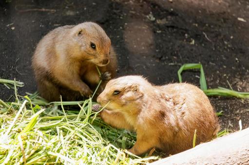 Prairie Dog, JPG