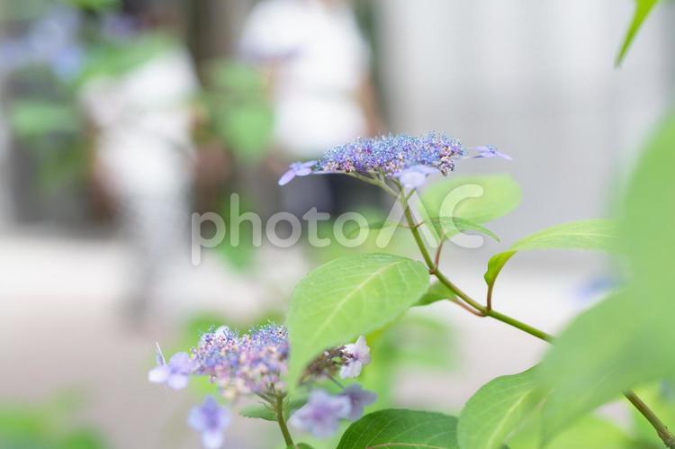 銀座並木通りの額紫陽花 銀座,並木通り,額紫陽花の写真素材