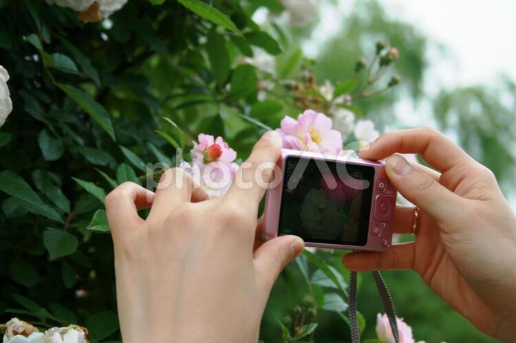 バラを撮影する女性の手 女性,花,自然の写真素材