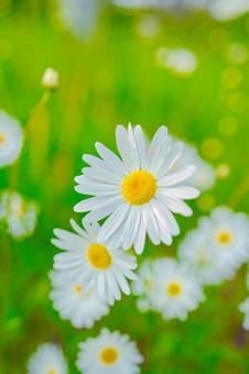 マーガレット マーガレット マーガレット,植物,花の写真素材