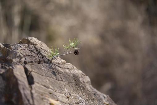 Photo, loose, pine cones, rock, 
