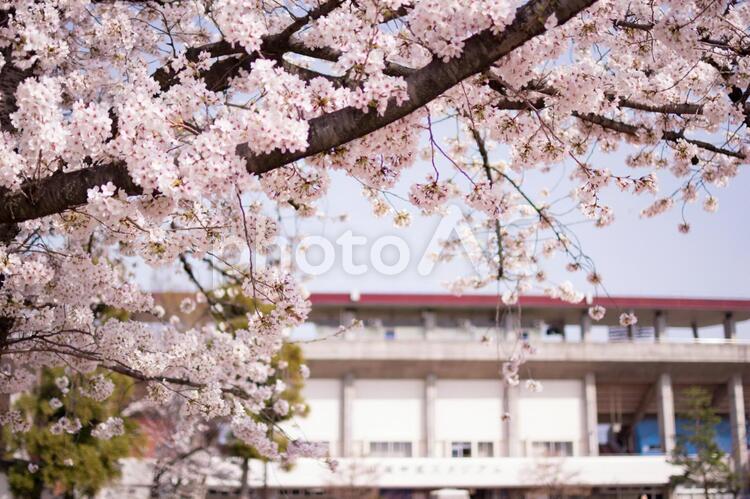 小瀬スポーツ公園　山梨中銀スタジアムと桜 小瀬スポーツ公園,公園,桜の写真素材