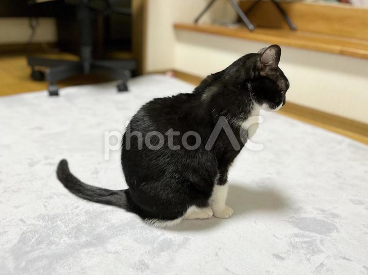 横顔と背中を向けて座る白黒猫・全身 猫,ラグ,横顔の写真素材