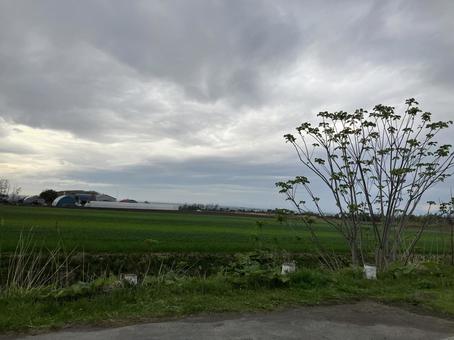 広大な畑 広大な畑の写真