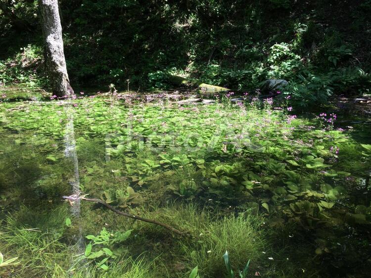水面に咲くピンクの小さい花 ピンク,夏,屋外での写真素材