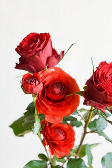 薔薇とラナンキュラス 薔薇,バラ,赤の写真素材