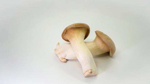 King oyster mushroom white background, JPG