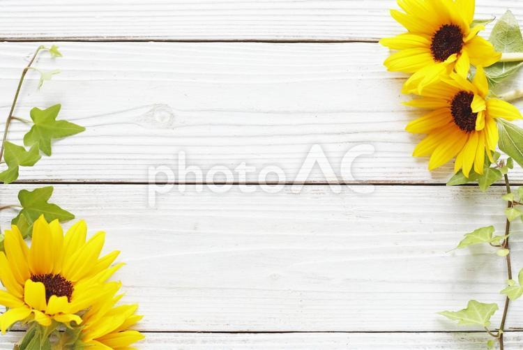 ひまわりのフレーム ひまわり,花,季節の花の写真素材