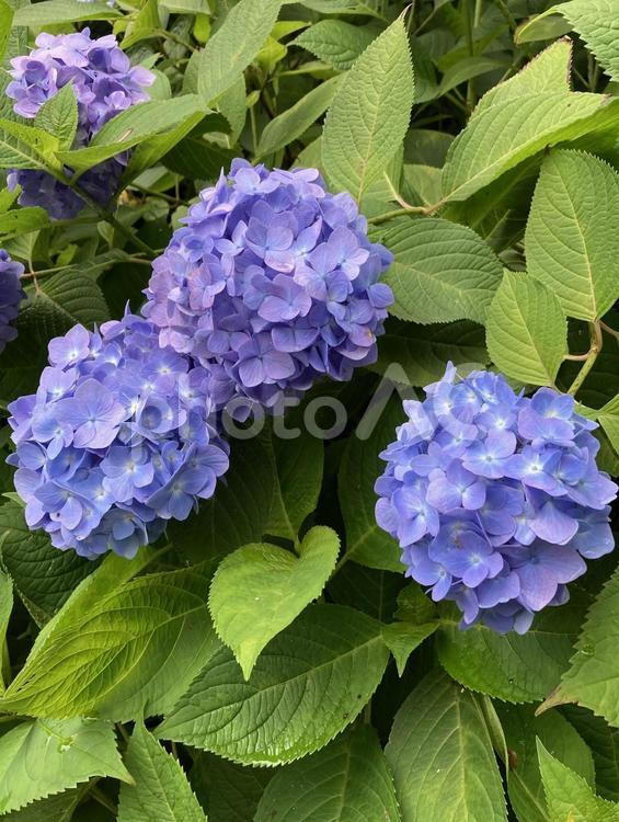 梅雨空に映えるアジサイの花 アジサイ,紫陽花,梅雨の写真素材