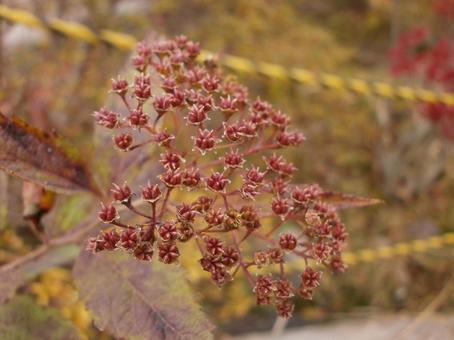 晩秋の野山　シモツケ 紅葉,晩秋,シモツケの写真素材