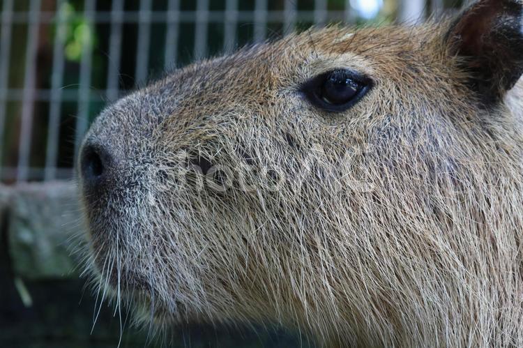 かわいいカピパラさんの顔のアップ カピパラ,動物,動物園の写真素材