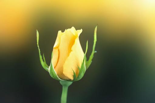 一輪のバラの花4 一輪のバラの花4の写真