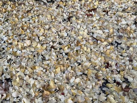 雨上がりイチョウの落ち葉 イチョウ,公孫樹,落ち葉の写真素材