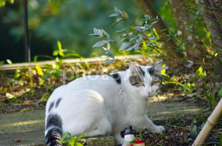 野良猫 野良猫,猫,生き物の写真素材