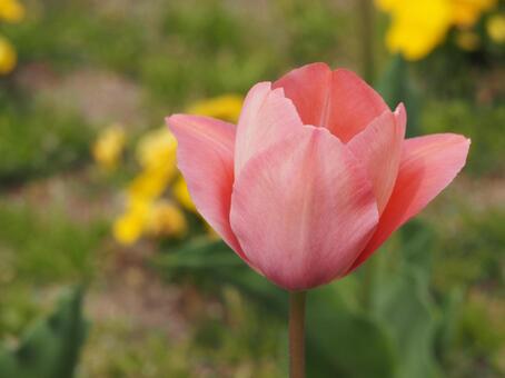 チューリップ　ミスティックファンアイク① チューリップ,花,春の花の写真素材