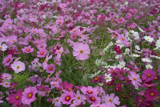 コスモス(安城市赤松町) コスモス(安城市赤松町) コスモス,安城市赤松町,ピンクの写真素材