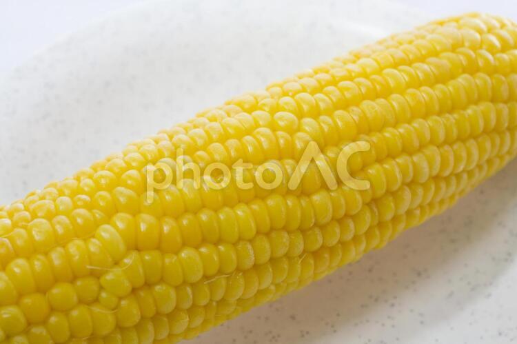 とうもろこし とうもろこし,トウモロコシ,夏の写真素材