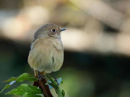 ジョウビタキの写真