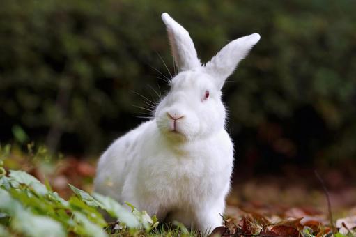 ペットの兎 ペットの兎の写真