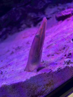 水族館 水族館 水族館,アクアリゾーツ,八景島シーパラダイスの写真素材