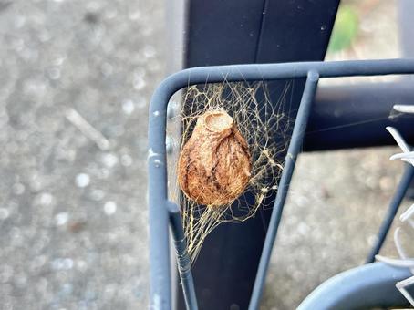 ナガコガネグモの卵嚢 卵嚢,ナガコガネグモ,蜘蛛の写真素材