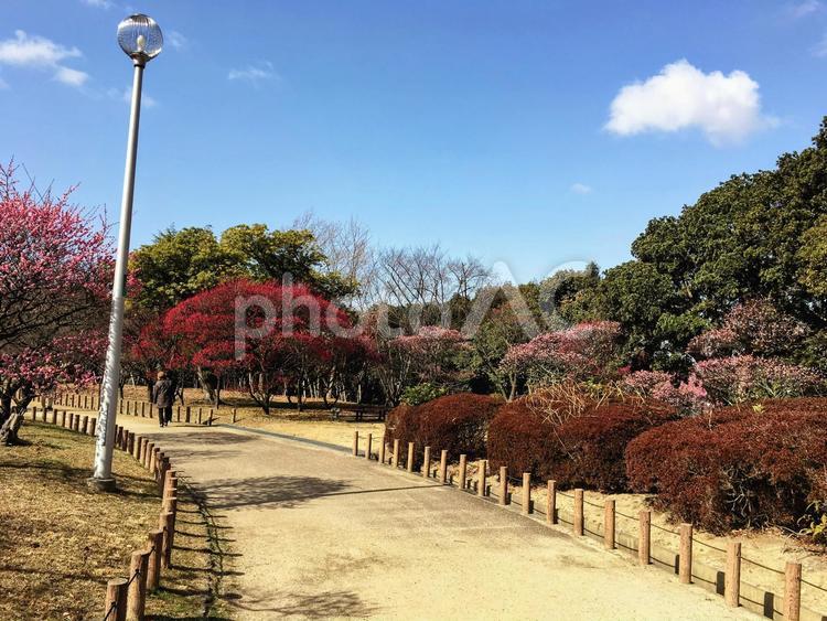 荒山公園の梅林 堺市,荒山公園,梅の写真素材
