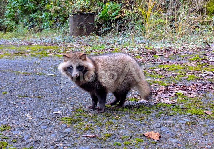 野生のタヌキ 狸,タヌキ,野生動物の写真素材