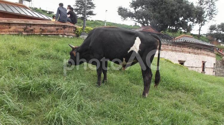 カトマンズで出会った牛 ネパール,アジア,旅行の写真素材