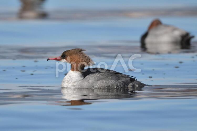 水面を泳ぐカワアイサの雌 冬,野鳥,カワアイサの写真素材