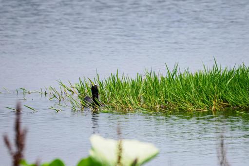 Coot (8), JPG Coot (8), JPG