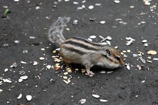 なんか食べてるシマリス シマリス,リス,りすの写真素材